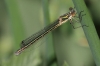 J18_1391 Lestes dryas female